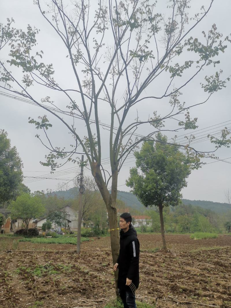 20反冒栾树各种规格各种年份田苗黑土可供