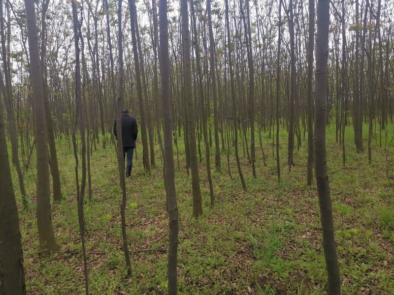 截干栾树各种规格裸根带球可选欢迎勾引