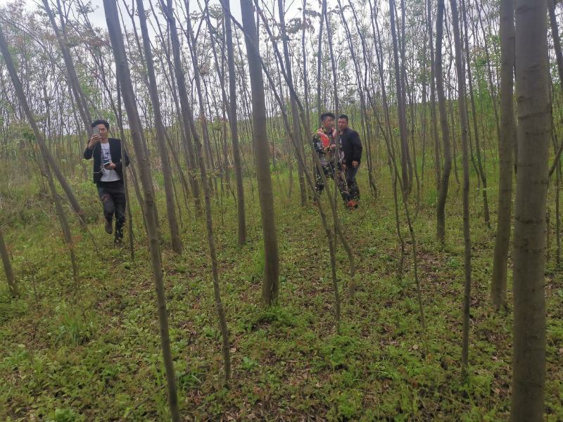 截干栾树各种规格裸根带球可选欢迎勾引