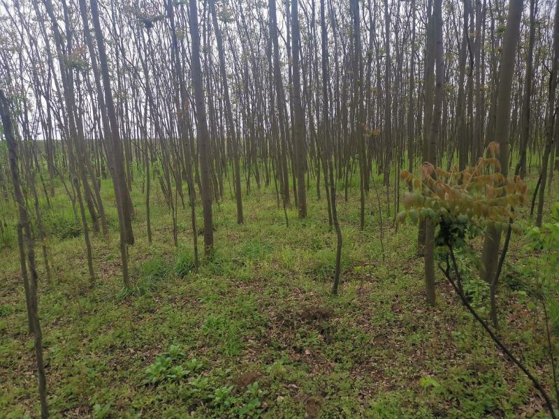 截干栾树各种规格裸根带球可选欢迎勾引