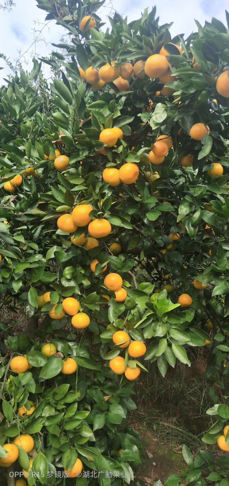 【热卖】湖北特早蜜橘产地直发一手货源，价格便宜，诚信经营