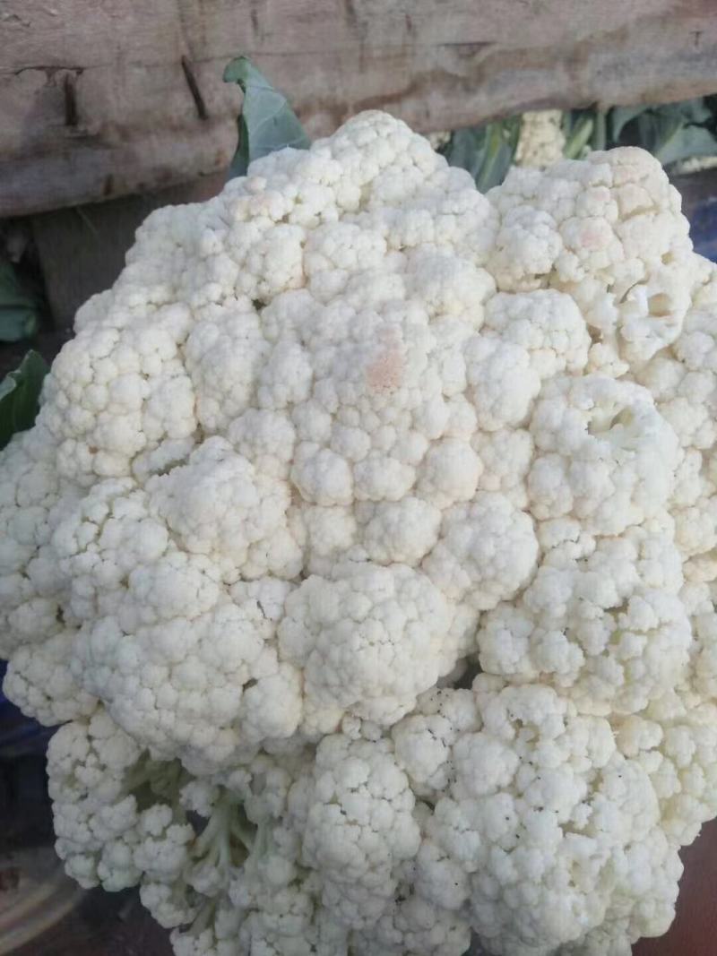 花菜已经上市，大小匀称，超市，市场，客户积极采购！！