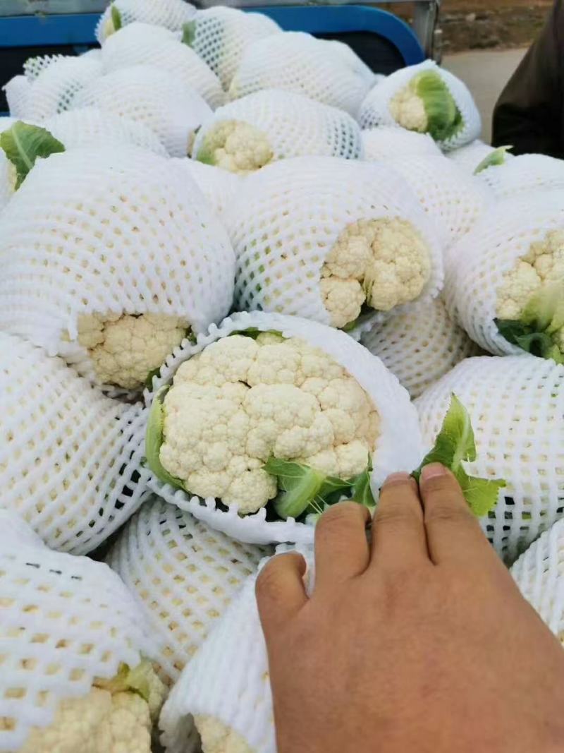 花菜已经上市，大小匀称，超市，市场，客户积极采购！！