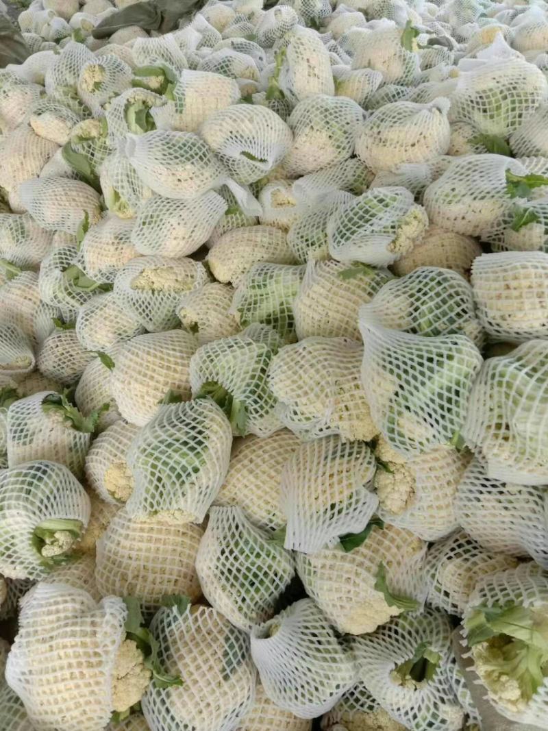 花菜已经上市，大小匀称，超市，市场，客户积极采购！！