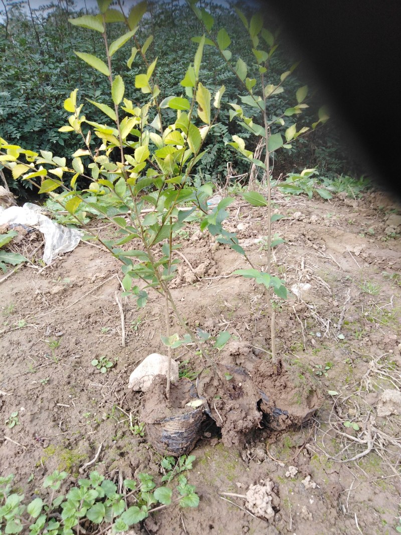绿化苗木本和作社长年供应各种营养杯苗木
