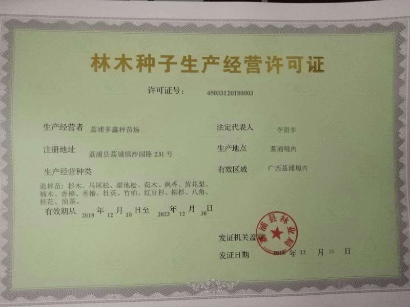湿地松种子，供应优质新鲜的湿地松种子，发芽率高，欢迎联系