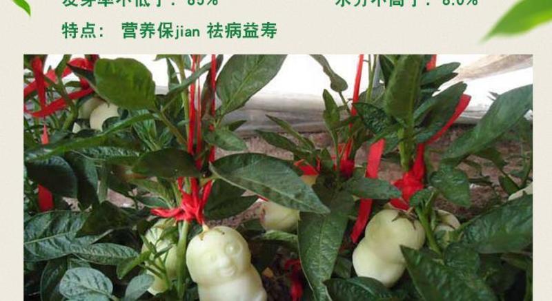人参果种子长寿果种子观赏食用水果种子蔬菜种子阳台盆栽包邮