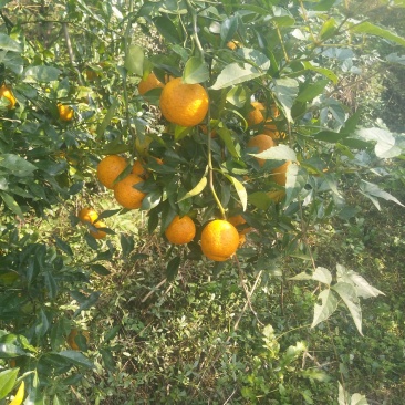 小叶软枝条香橙种子。