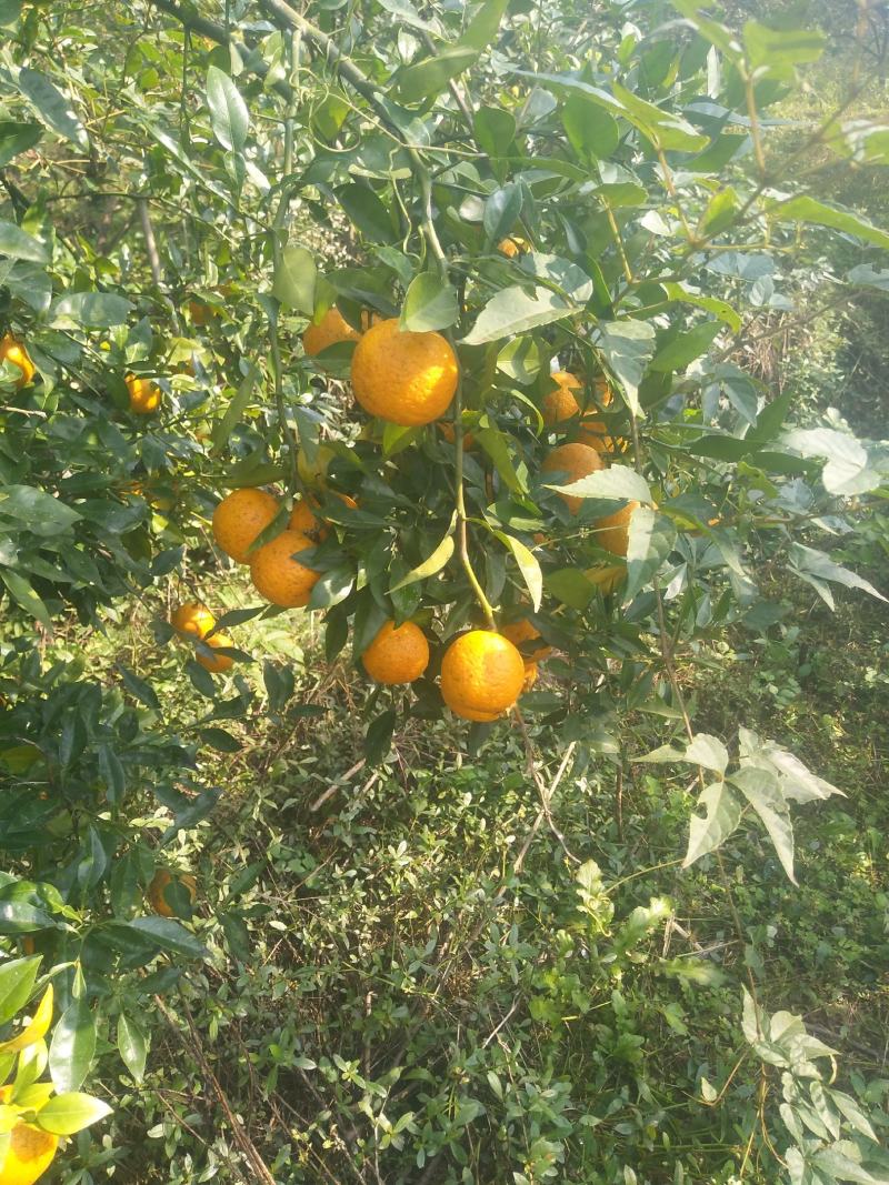 小叶软枝条香橙种子。