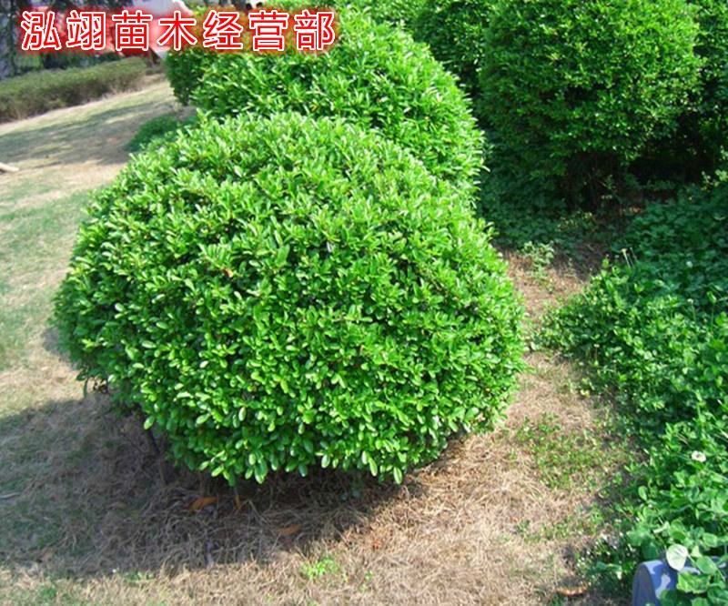 我们的海桐球价格低质量优苗圃大量出售欢迎广大客户来电