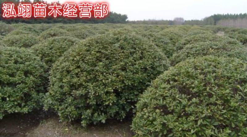 我们的海桐球价格低质量优苗圃大量出售欢迎广大客户来电