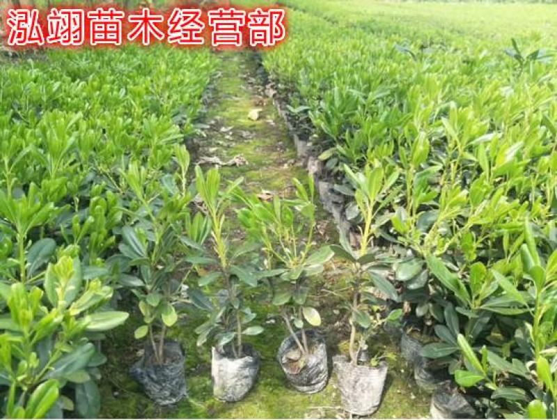 我们的海桐球价格低质量优苗圃大量出售欢迎广大客户来电