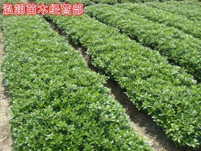 我们的海桐球价格低质量优苗圃大量出售欢迎广大客户来电