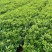 我们的海桐球价格低质量优苗圃大量出售欢迎广大客户来电