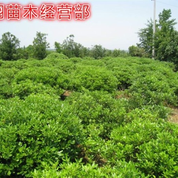 我们的海桐球价格低质量优苗圃大量出售欢迎广大客户来电
