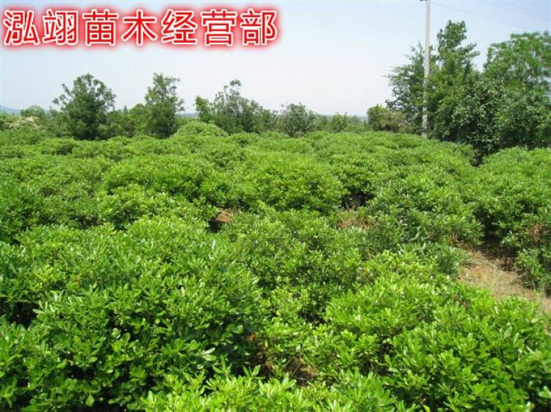 我们的海桐球价格低质量优苗圃大量出售欢迎广大客户来电