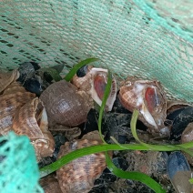 花螺出售长期供货一手货源