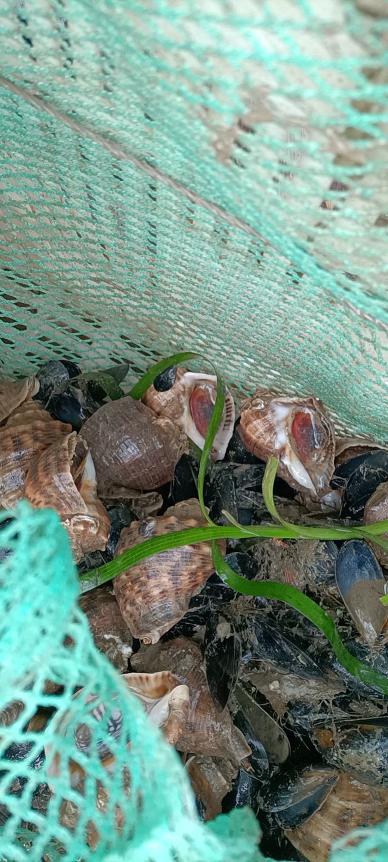 花螺出售长期供货一手货源