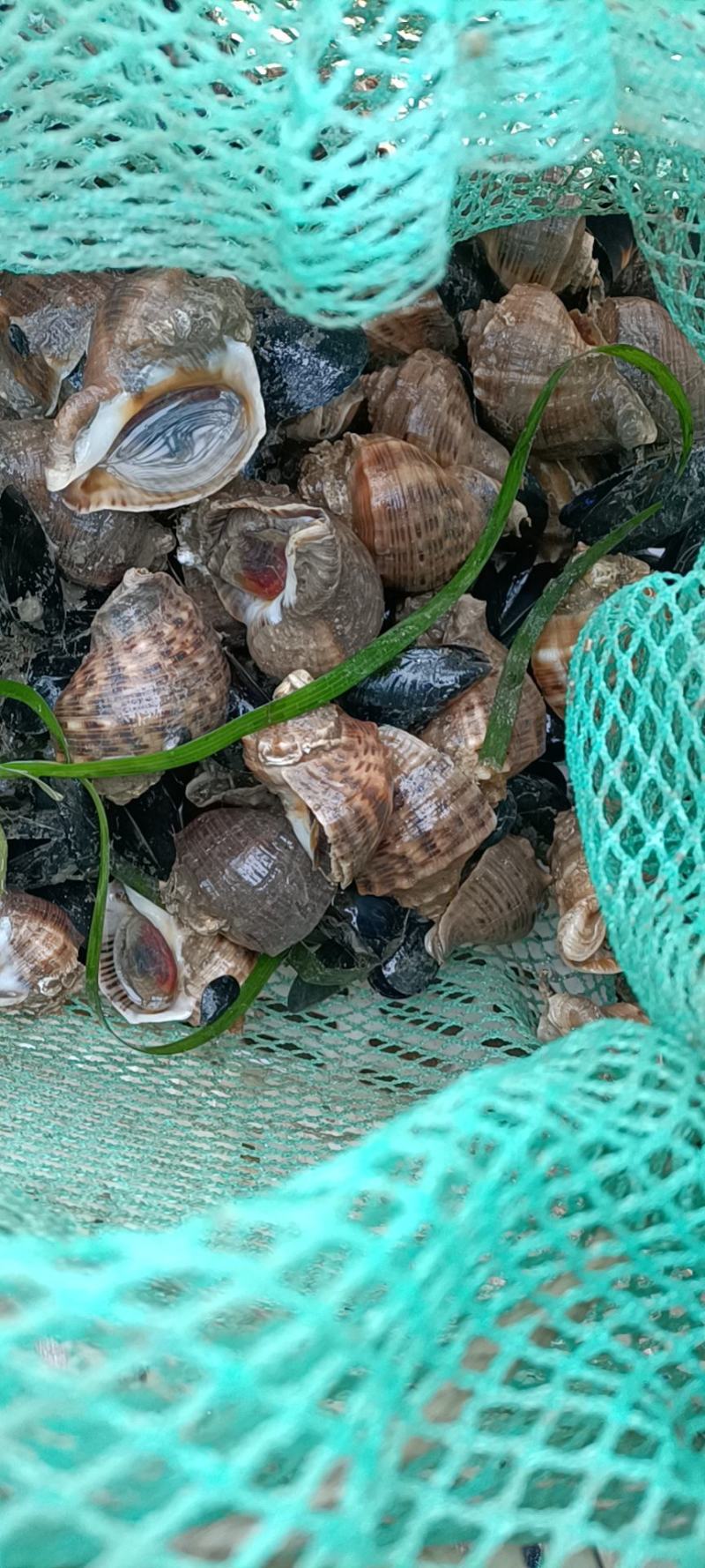 花螺出售长期供货一手货源