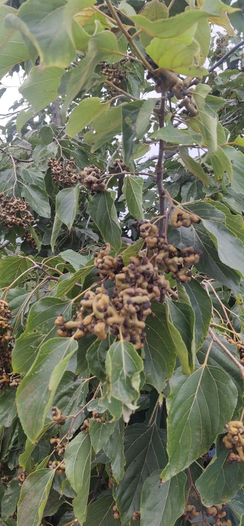 陕西秦岭野生新鲜拐枣