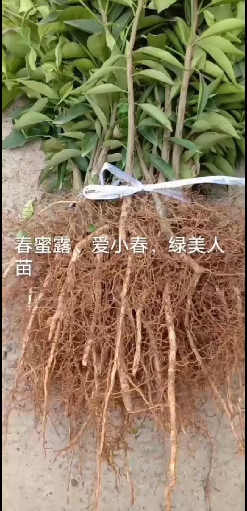 春蜜露媛小春绿美人柑橘苗品质保证保湿发货品质保证柑桔苗