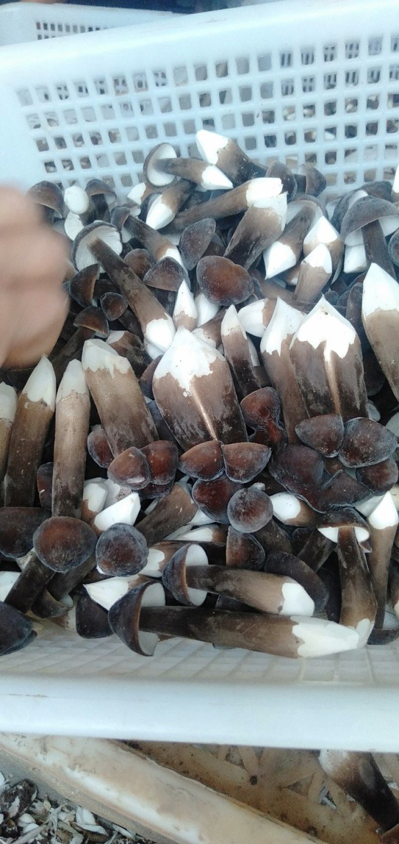黑皮鸡纵菌
