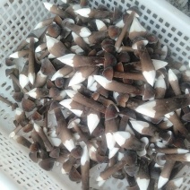黑皮鸡纵菌