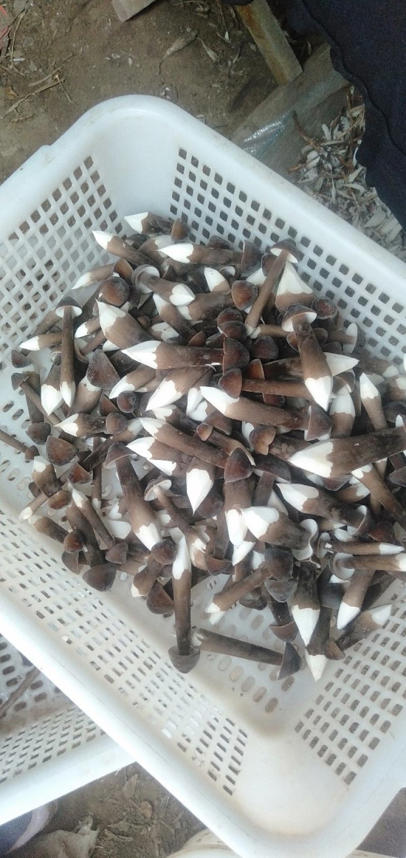 黑皮鸡纵菌