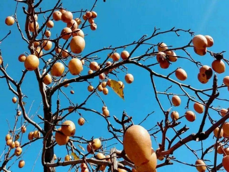 洛宁关庙金珠果，今年开始上市需要的联系