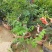 美国耐寒凌霄花苗基地直供包成活免费提供种植技术