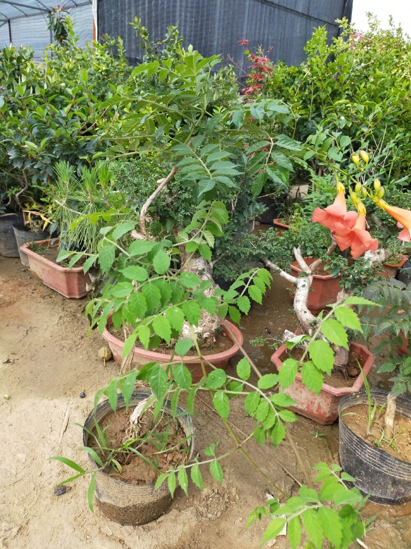 美国耐寒凌霄花苗基地直供包成活免费提供种植技术