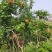 美国耐寒凌霄花苗基地直供包成活免费提供种植技术
