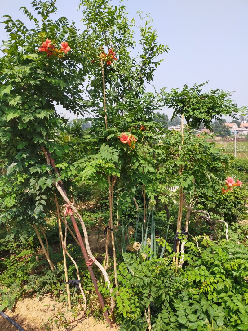 美国耐寒凌霄花苗基地直供包成活免费提供种植技术