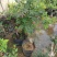 美国耐寒凌霄花苗基地直供包成活免费提供种植技术