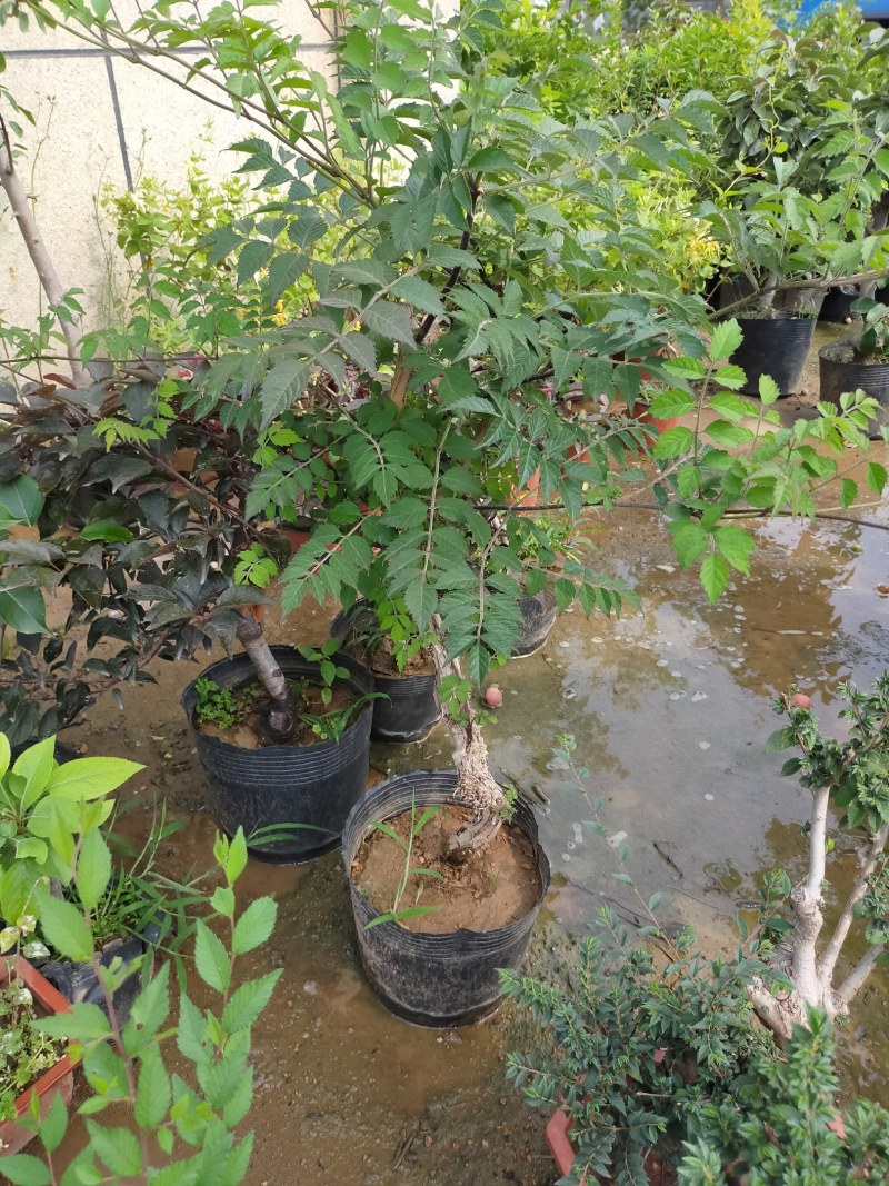 美国耐寒凌霄花苗基地直供包成活免费提供种植技术