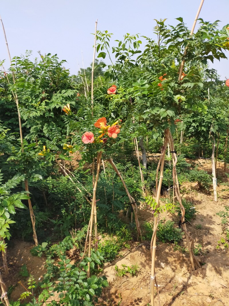 美国耐寒凌霄花苗基地直供包成活免费提供种植技术