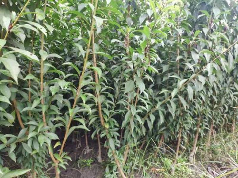【李子苗】基地西梅蓝蜜李子苗包品种包成活山东李子苗