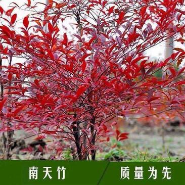 红天竺种子南天竹种籽火焰红南天竹彩色绿篱种子庭院绿化观叶