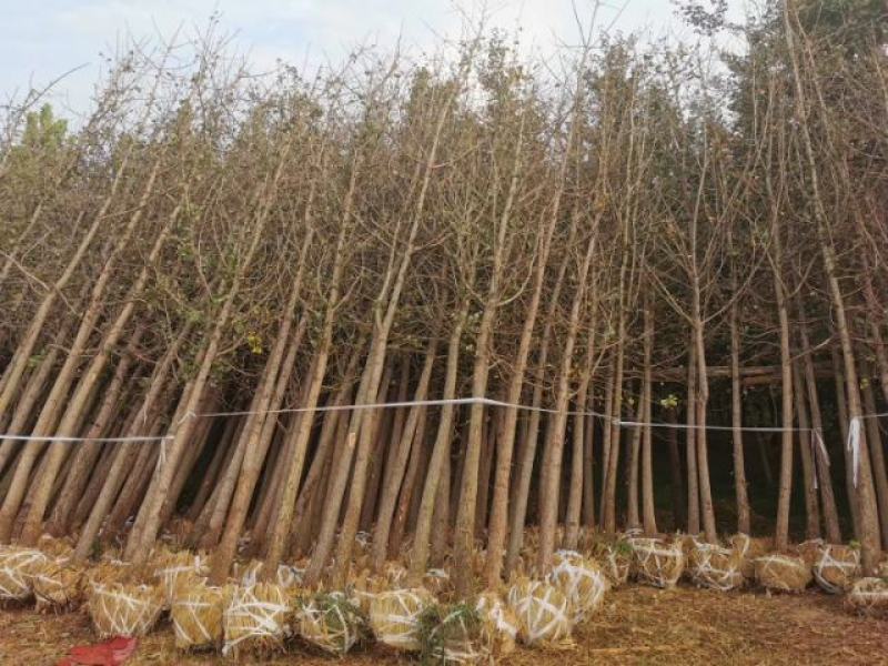 山东郯城银杏产业开发区欢迎各位老板前来洽谈订购