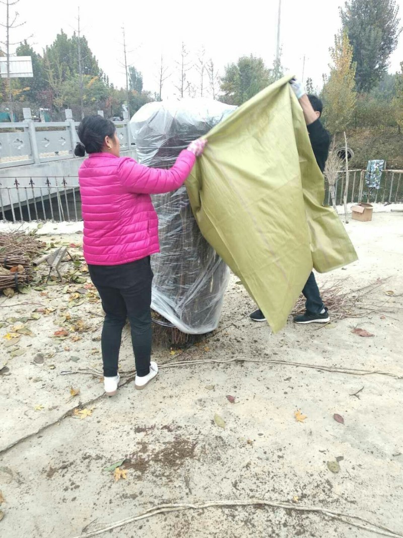 【热卖】味蒂李子苗美国杏李李子苗美国系列山东李子苗