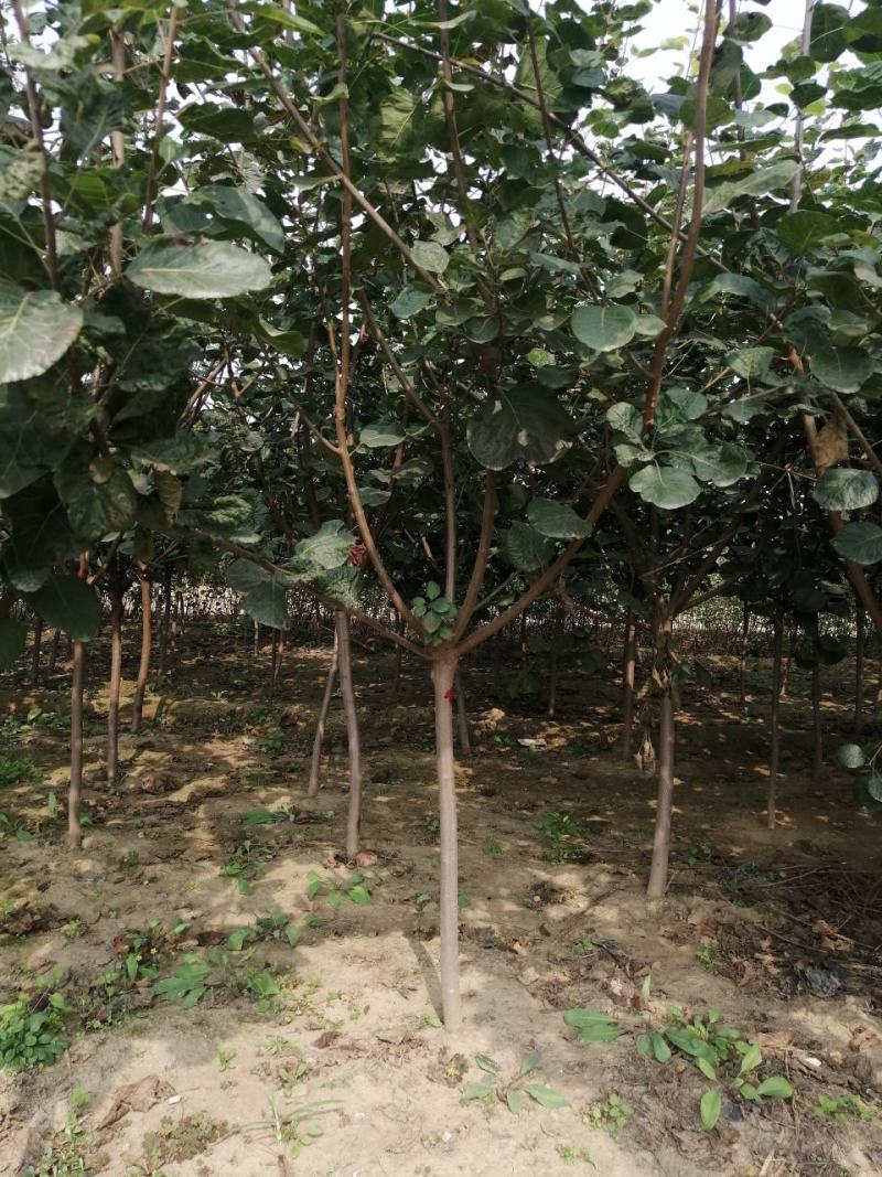 黄枦丛生黄栌黄栌杯苗大卜黄卢装盆黄枦