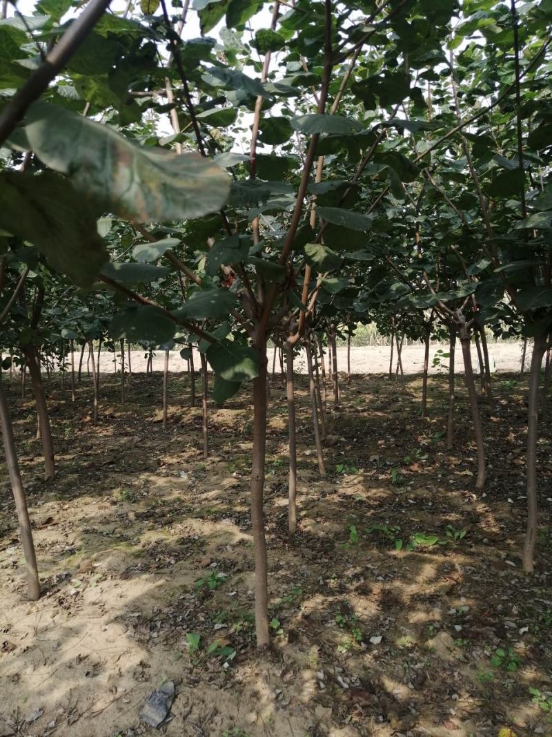 黄枦丛生黄栌黄栌杯苗大卜黄卢装盆黄枦