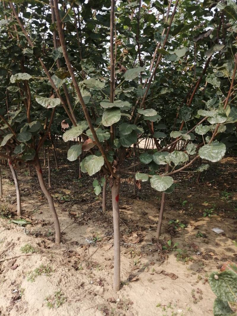 黄枦丛生黄栌黄栌杯苗大卜黄卢装盆黄枦