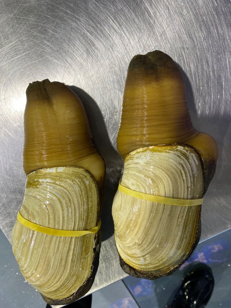 美国干蚌，价格私聊。酒店，批发供应商。个人吃勿扰。象拔蚌