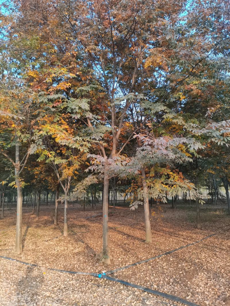 苗圃大量供应多规格榉树，成活率高，