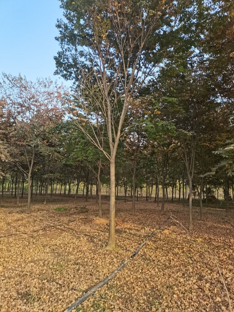 苗圃大量供应多规格榉树，成活率高，