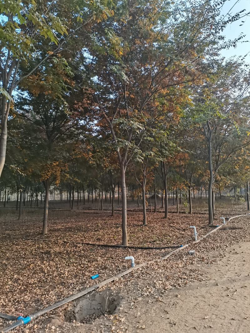 苗圃大量供应多规格榉树，成活率高，