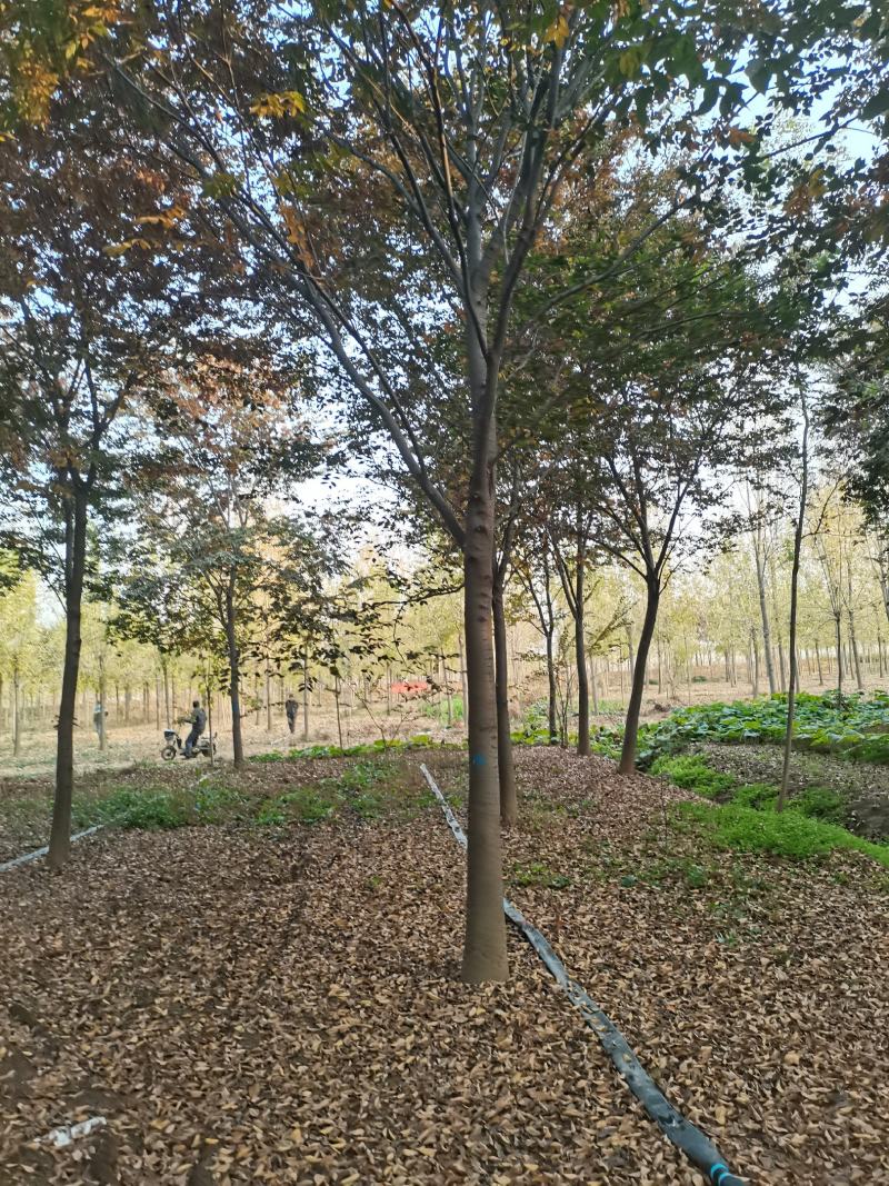 苗圃大量供应多规格榉树，成活率高，