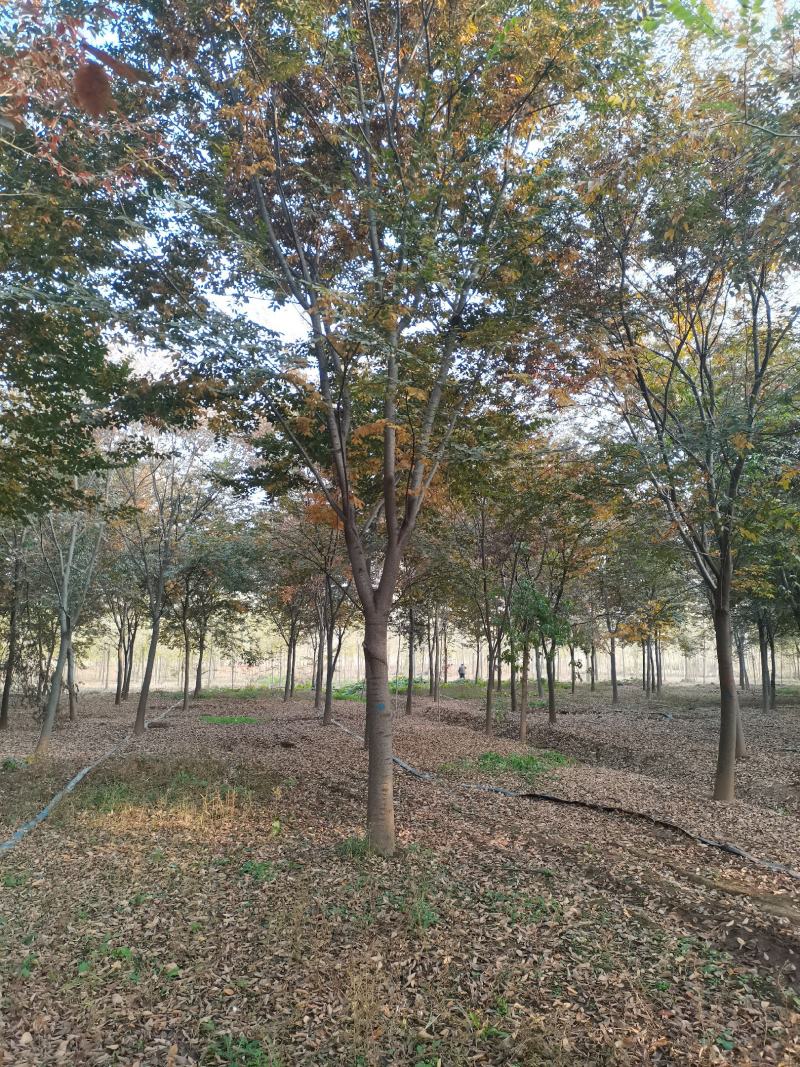 苗圃大量供应多规格榉树，成活率高，