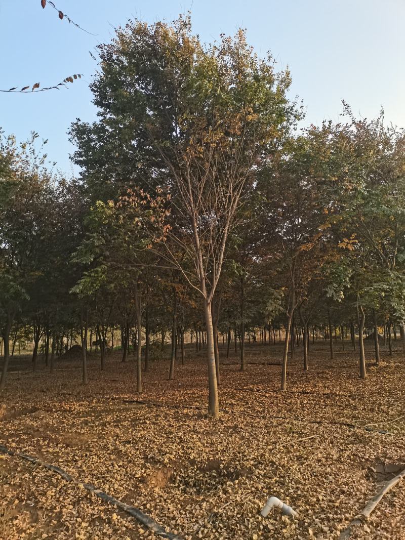 苗圃大量供应多规格榉树，成活率高，